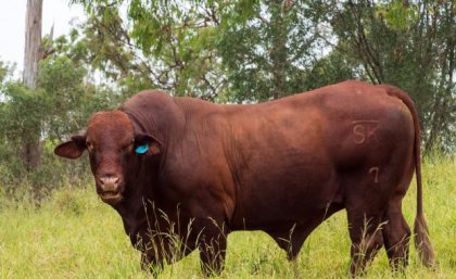 A large reddish bull stands in a grass paddock with bushland in the background.